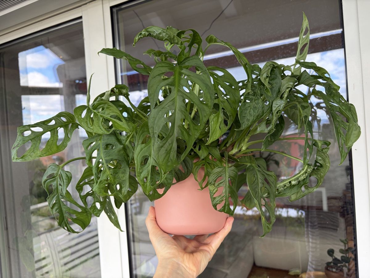 Plantes & graines: Monstera Adansonii  – D'occasion à Baar par annasorbian 3