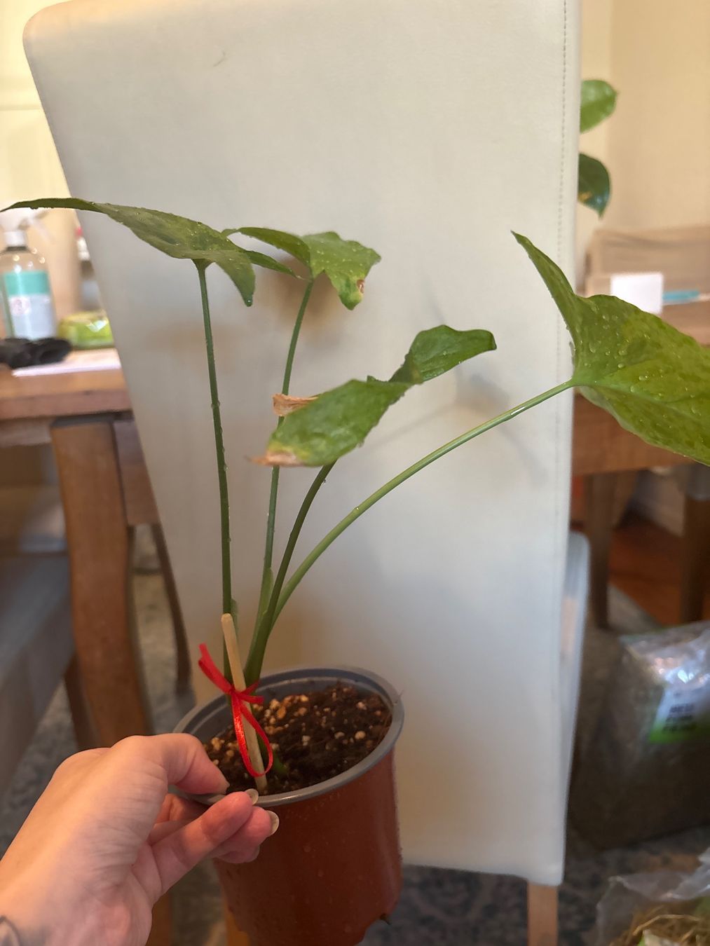 Plantes & graines: Syngonium Mojito – Neuf avec emballage d'origine à Basel par Pink_White 1