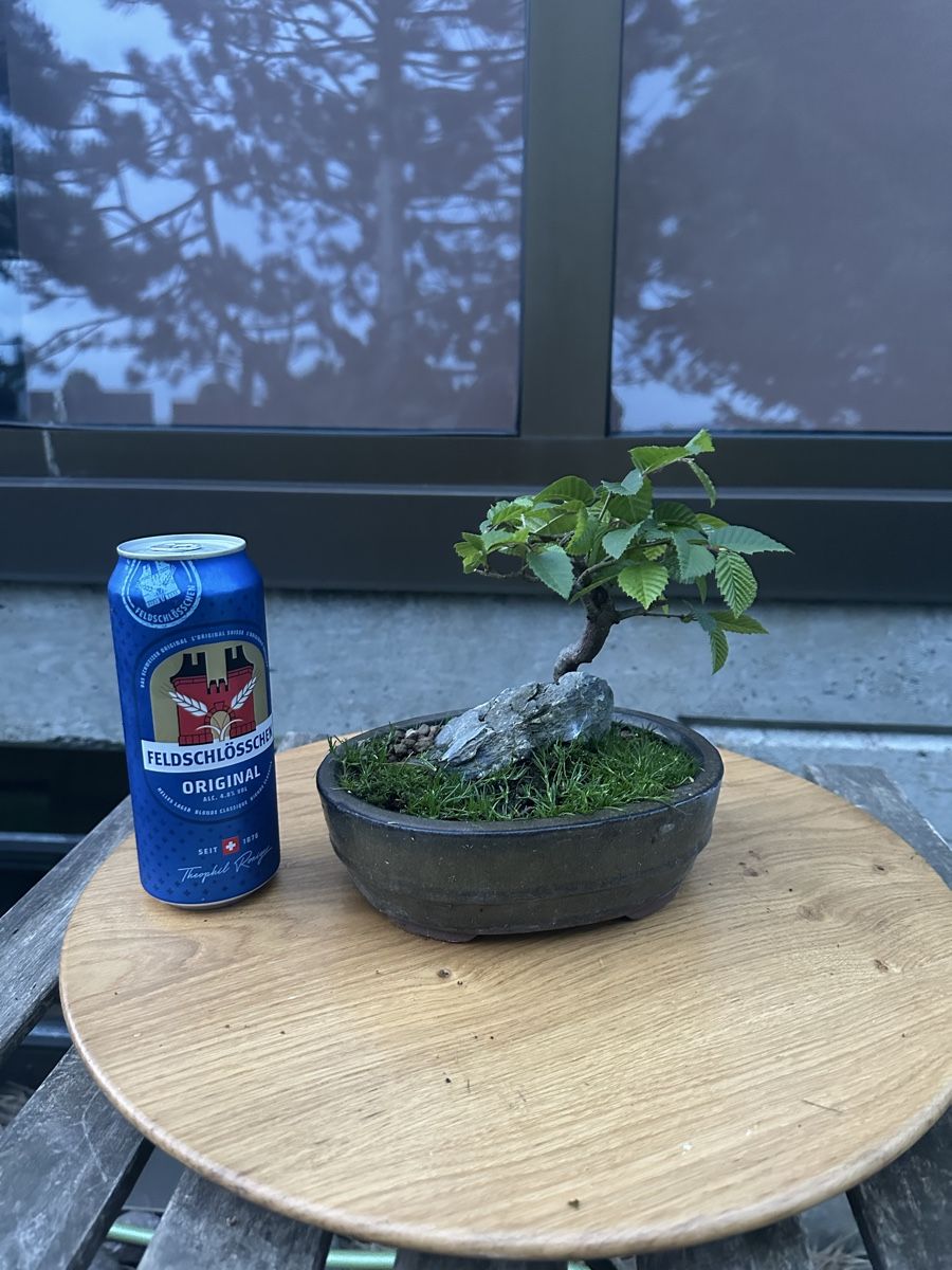 Hainbuchen Shohin Bonsai (Neu (gemss Beschreibung)) in Suhr fr CHF 36   nur Abholung auf Ricardo kaufen
