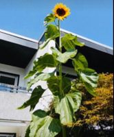 15 SAMEN GRAINES XXL SONNENBLUME "KING HENRY"
