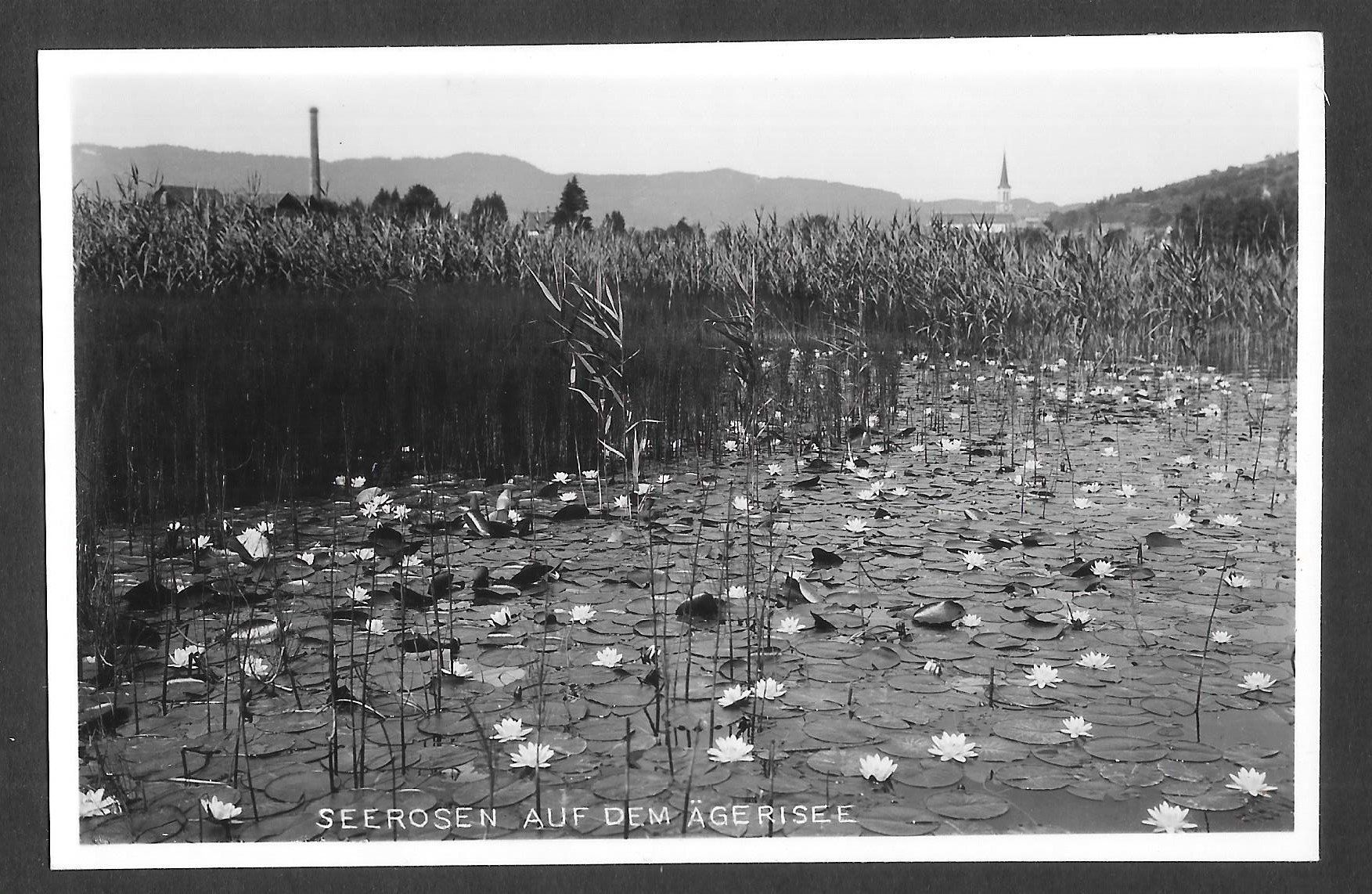 Cartoline postali: Unterägeri Aegerisee mit Seerosen – Usato da Olten venduto da clotaldi