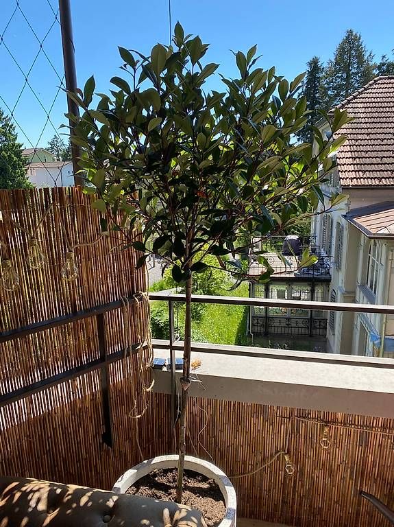 Glanzmispel MIT TOPF Photinia Robusta Compacta Hochstammbaum (Gebraucht) in  Meisterschwanden fr CHF 69  nur Abholung auf Ricardo kaufen