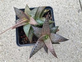 Haworthia tesselata, Doppelpflanze mit Blütenstiel