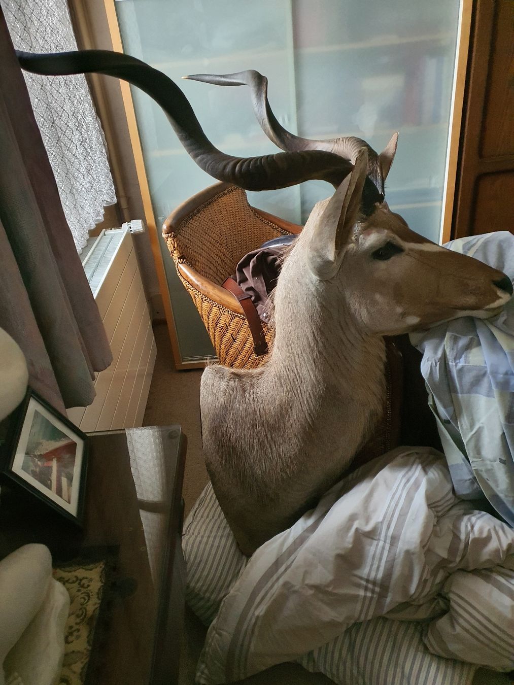 Il mondo degli animali: Afrikanische Antilope – Usato da Wangen b. Olten venduto da Hecht62xyz