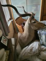Afrikanische Antilope