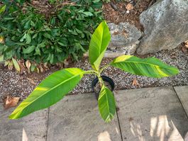 Musa acuminata papua yellow, gelb-grüne panaschierte Banane