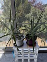2 grosse Aloe Vera Pflanzen im Topf guter Zustand