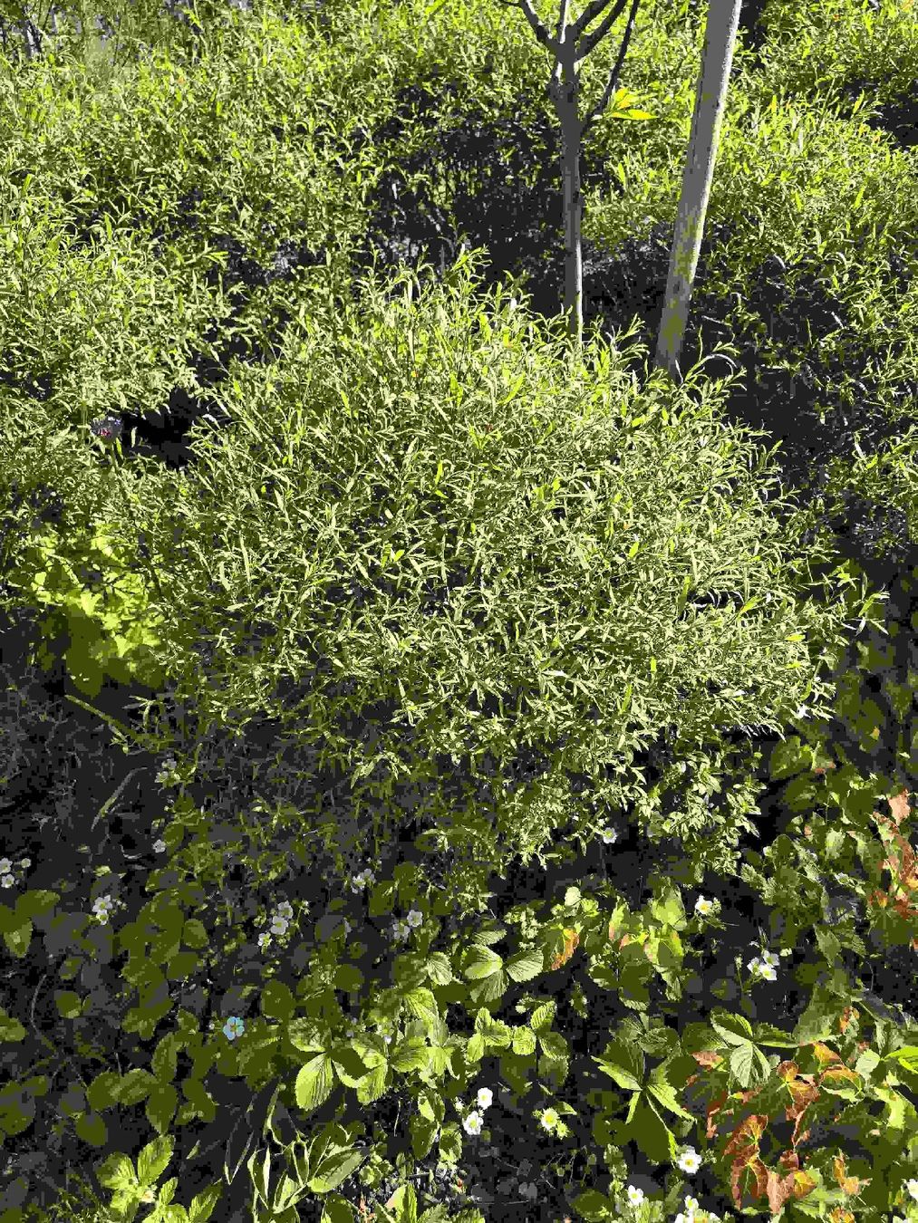 Piante & sementi: Salix purpurea 'Nana' – Usato da Adliswil venduto da Dnotilus