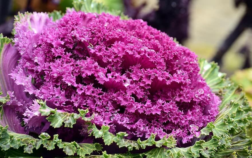 Pflanzen & Samen: 40 Samen KAMOME RED Zierkohl – Neu (gemäss Beschreibung) aus Ehrendingen von VerveinaSamen 3