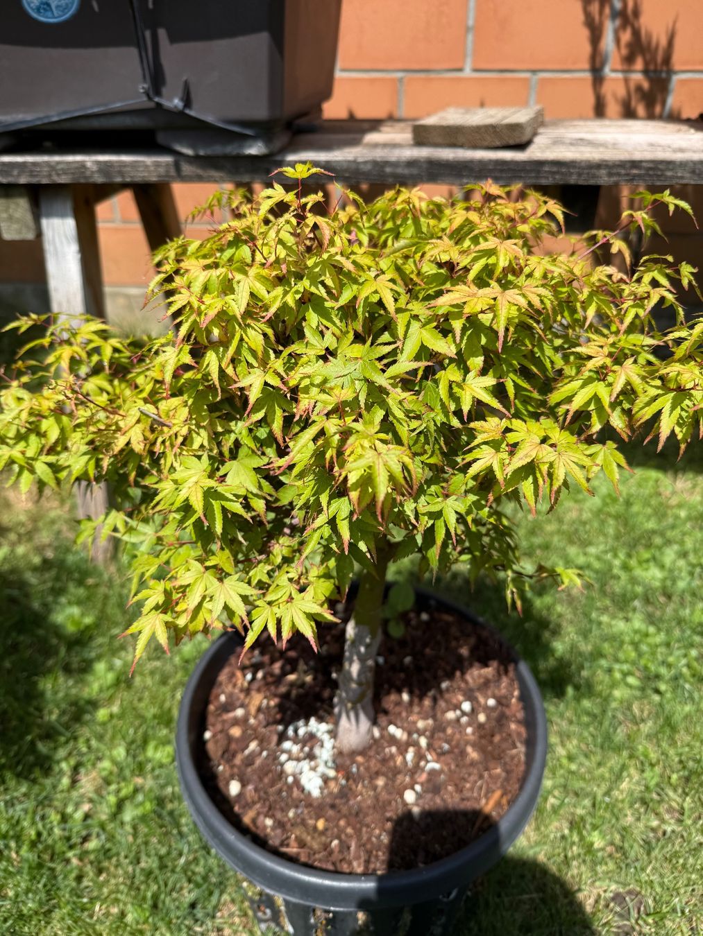 Piante & sementi: Verschiedene und seltene Bäume/ Bonsai – Usato da Vaduz venduto da Hallo2112 5