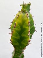 Euphorbia Ledienii - mit einem grünen Schlangenmuster