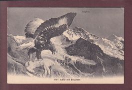 JUNGFRAU - Adler mit Berghase