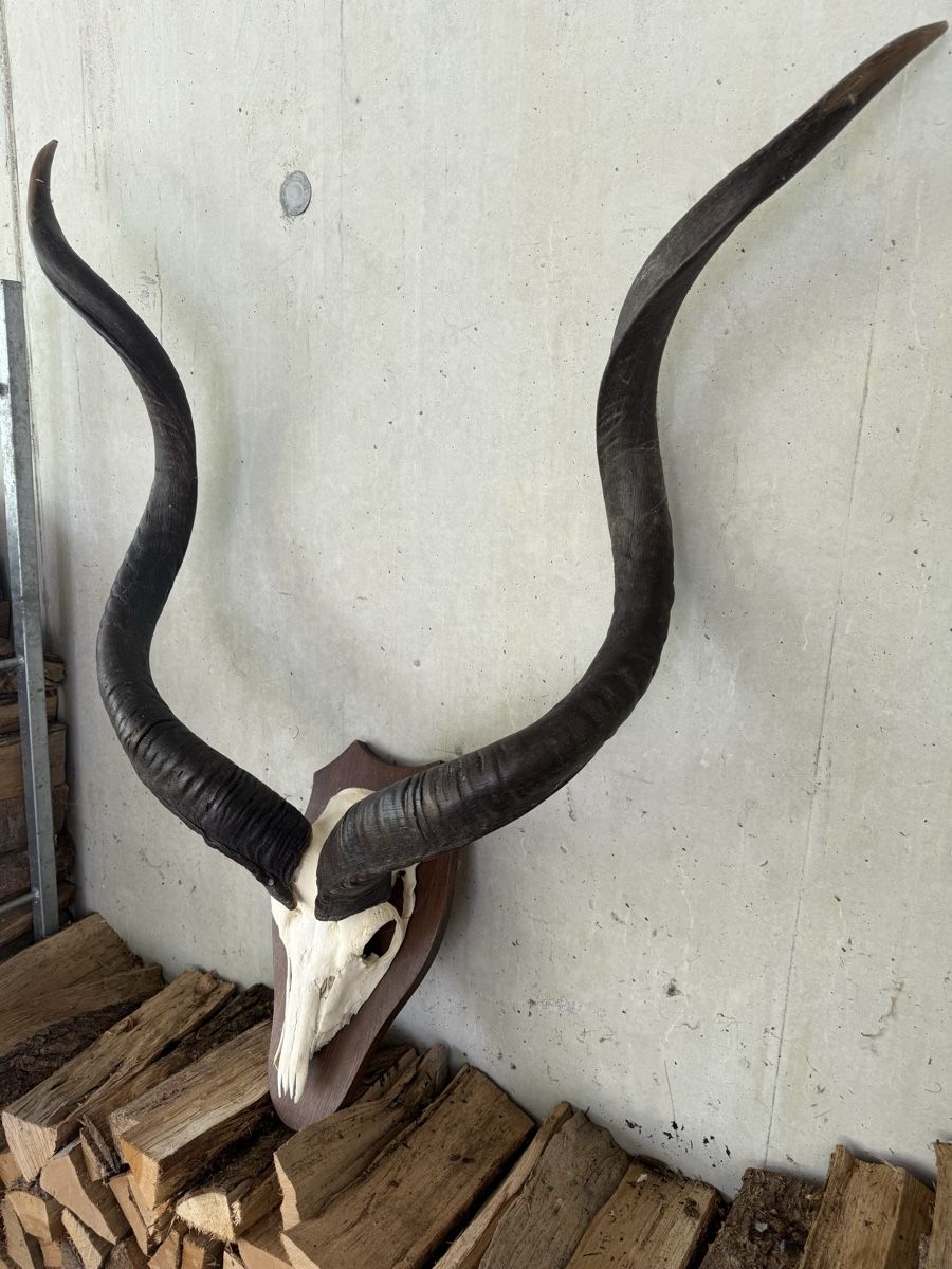 Altre raccolte & rarità: Kudu Antilope Schädeltrophäe Afrika – Usato da Stadel venduto da Atropa1969 3