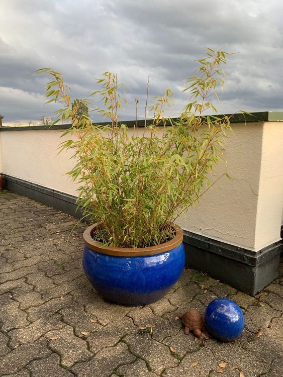 blauer Pflanztopf mit Bambus u Hibiskus Kaufen auf Ricardo