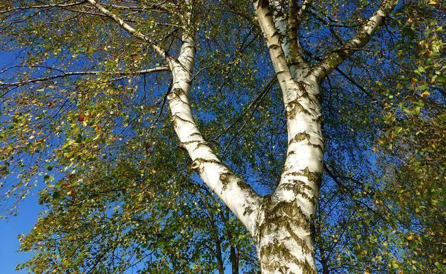 Piante & sementi: Betula Alba  ( eau de bouleau ) – Nuovo (secondo la descrizione) da Bremblens venduto da FIBONACCI369