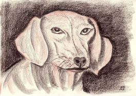 Zeichnung: Dackel II