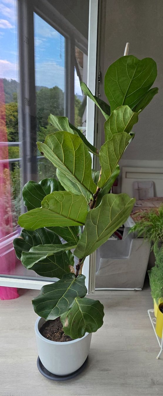 Pflanzen & Samen: Feigenbaum Ficus Lyrata – Gebraucht aus Aarburg von Glitzerschein 2