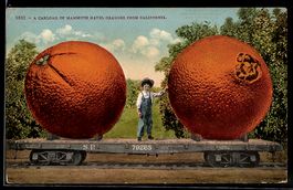 A Carload of Mammoth Navel Oranges from 