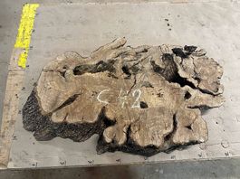 C-42 Olivenholz Wurzelscheiben Baumscheiben
