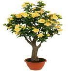 Decoflower Azalea im Topf