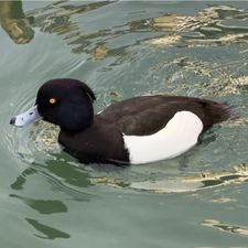Profile image of ThomasH11