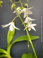 Dendrobium Ida - weiss blühende Orchideen - Schönheit