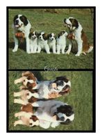 CHIENS DU SAINT BERNARD "St-Bernhard-Zwinger" (Lot de 2x CP)