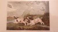 Jagd. Hunde. Stahlstich. Koloriert. 1846.