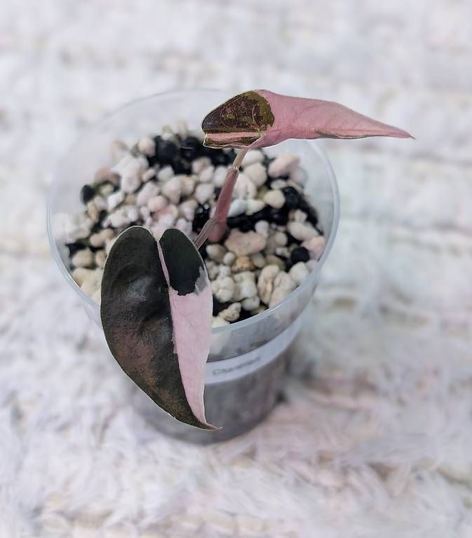 Pflanzen & Samen: Alocasia Chantrieri Pink Variegata – Neu (gemäss Beschreibung) aus Faulensee von plantmama