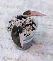 Alocasia Chantrieri Pink Variegata