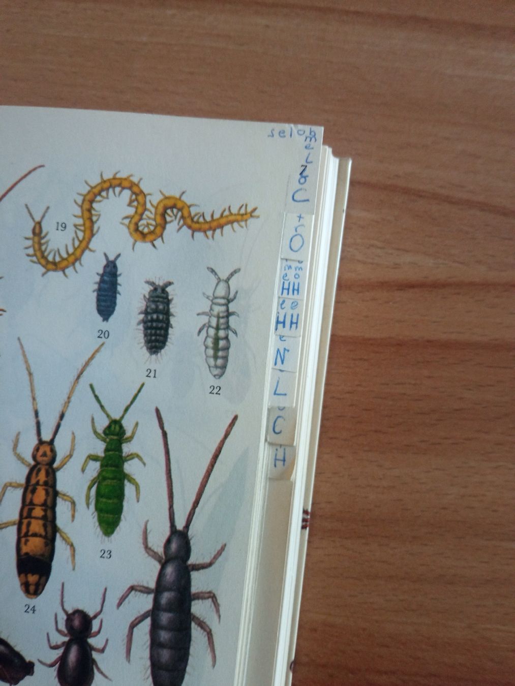 Bücher: lot 3 Livres Papillons  – Gebraucht aus Le Sentier von arc_2thy 8