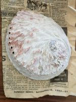 Seeopal Schale grosse Abalone Paua Muschel SeaKoralle 15,5cm