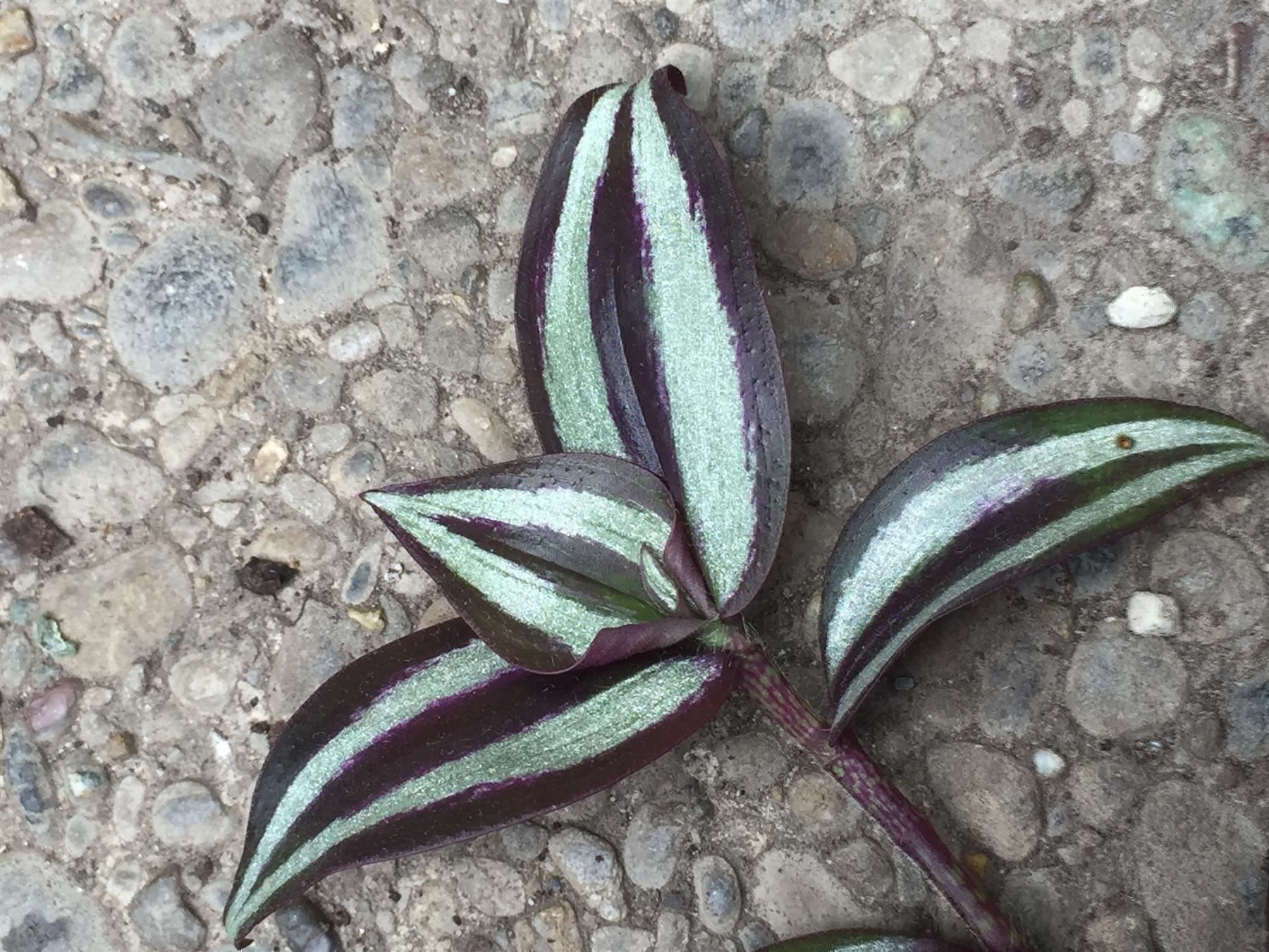 Plantes & graines: Callisia - Tradescantia navicularis – Neuf (Voir description) à Winterthur par Aniger 8