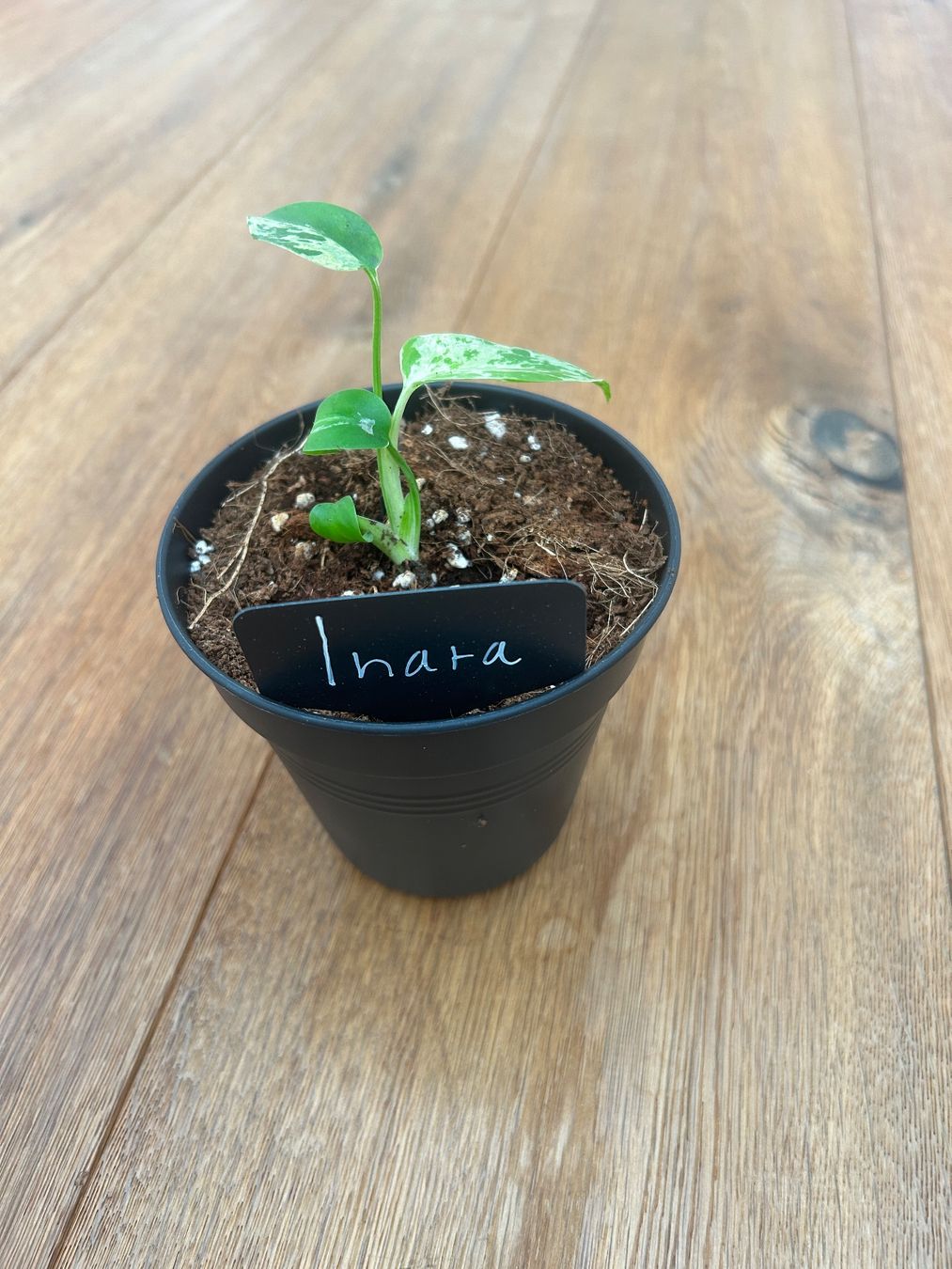 Piante & sementi: Monstera Bulbasur💚 – Nuovo e nell'imballaggio originale da Wattwil venduto da Mikesplantshop 2