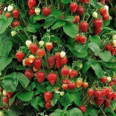 Piante & sementi: Fraisier Mount Everest  5 plants – Nuovo (secondo la descrizione) da Bremblens venduto da FIBONACCI369 1