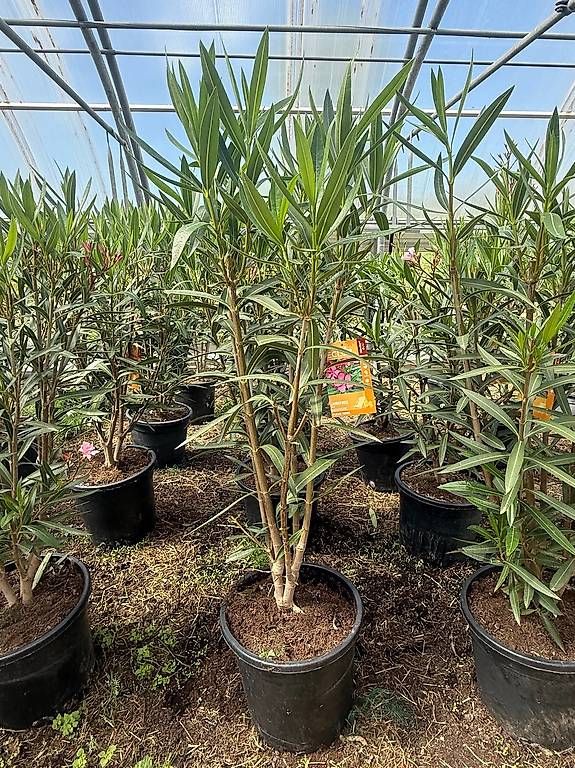 Piante & sementi: NERIUM OLEANDER BLANCO C30-15L – Nuovo (secondo la descrizione) da Zuckenriet venduto da Thur_Plant 1