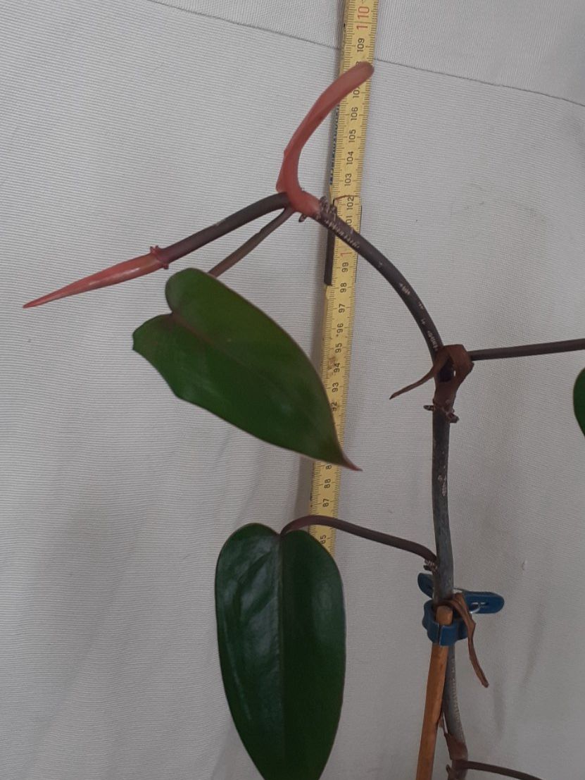 Plantes & graines: Junge Red Amerald Philodendron-Pflanze im Wasserglas – Neuf (Voir description) à Kilchberg ZH par hobbysale01 6