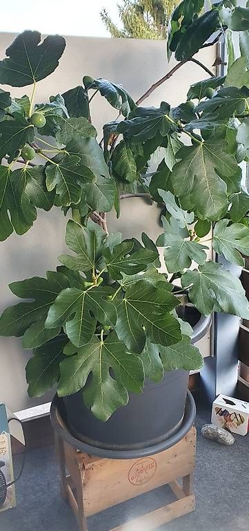 Pflanzen & Samen: grosser  schöner Feigenbaum  – Neu und originalverpackt aus Utzenstorf von Icelake1