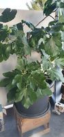 grosser  schöner Feigenbaum 