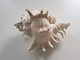 Natürl. große Muschel Murex Ramosus L ca. 23 cm B ca. 18 cm
