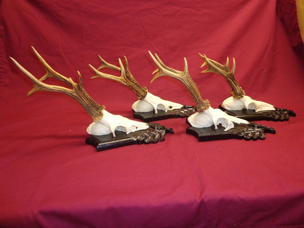 Reh, Geweihe, Trophäe, Horn, Dekoration, Jagd Abwurfstangen (Neu ...