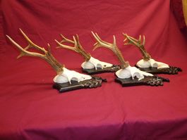 Reh, Geweihe, Trophäe, Horn, Dekoration, Jagd Abwurfstangen