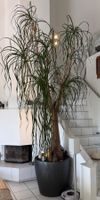 Wunderschöne Beaucarnea (Elefantenfuss) im Topf, 3.50m hoch