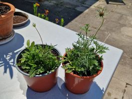 Balkon-/Gartenpflanze: 2 Stk. Tauben Skabiose