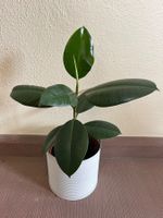 Zimmerpflanze Gummibaum Ficus Elastica im Blumentopf Metall