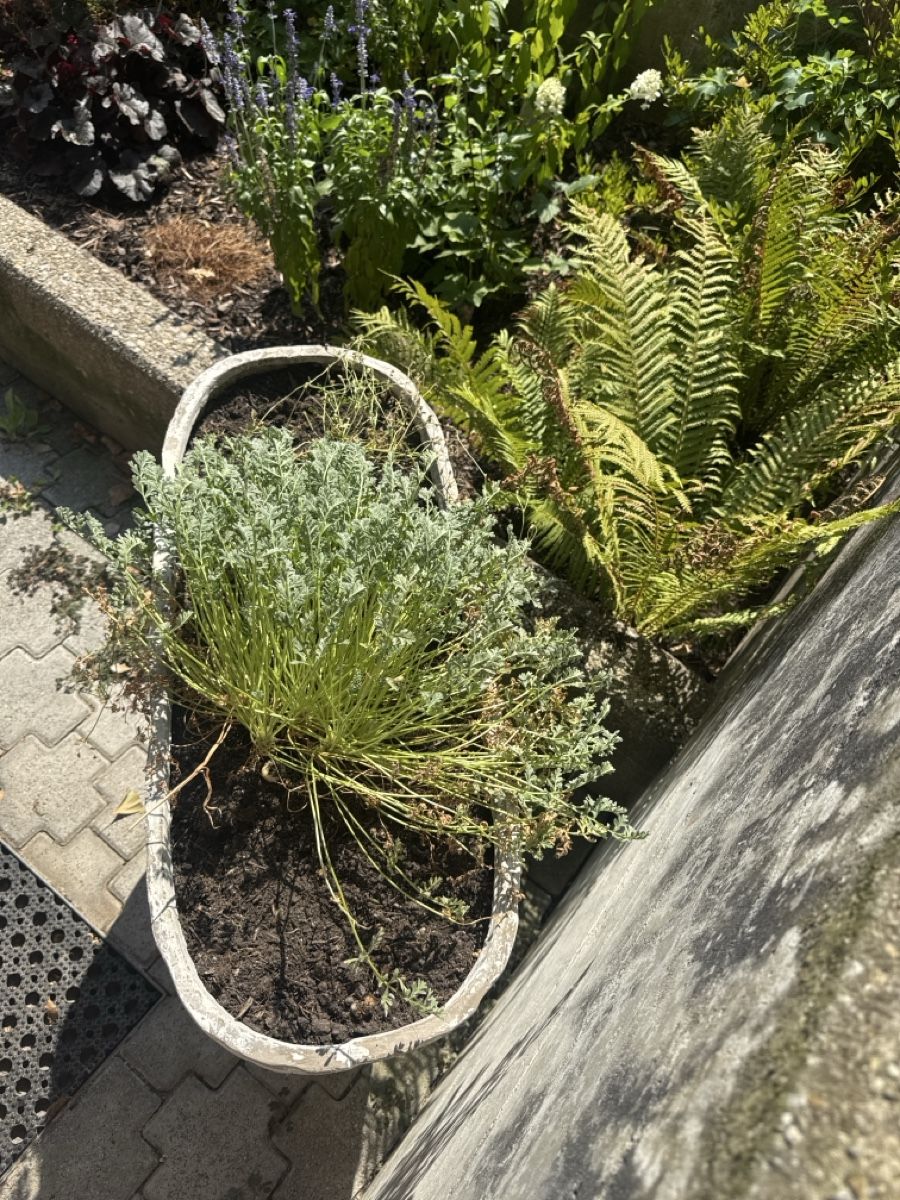 Blumentöpfe: Blumentopf Betonoptik mit Spiralmuster – Gebraucht aus Oberuzwil von per_5ww5 1