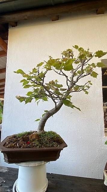 Pflanzen & Samen: Linden Bonsai – Gebraucht aus Wattenwil von topcash4you