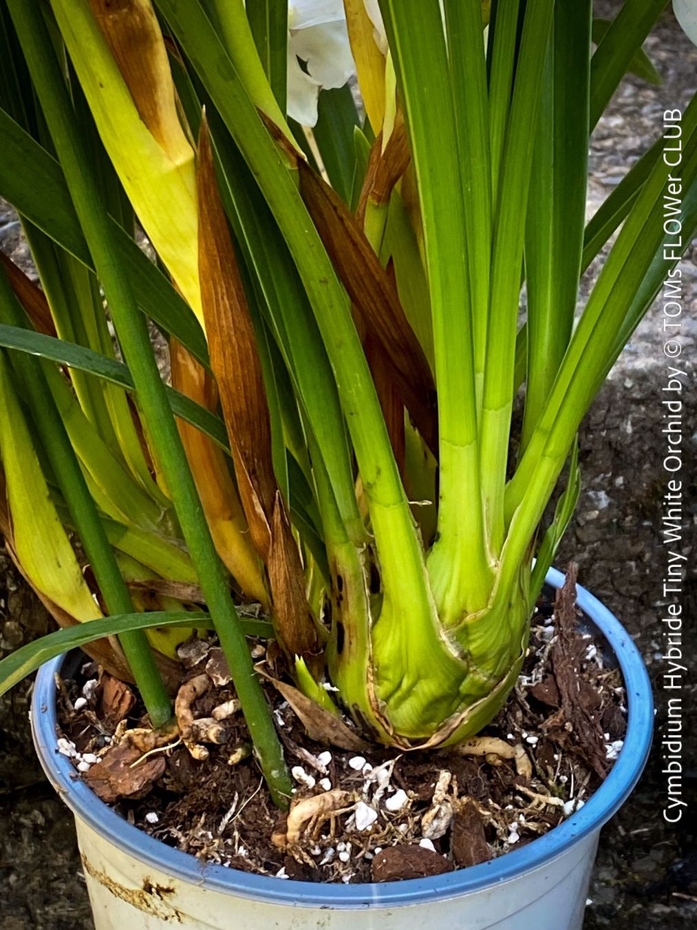 Piante & sementi: Cymbidium Hybride Tiny White Orchidee – Nuovo e nell'imballaggio originale da Adliswil venduto da astom369 6