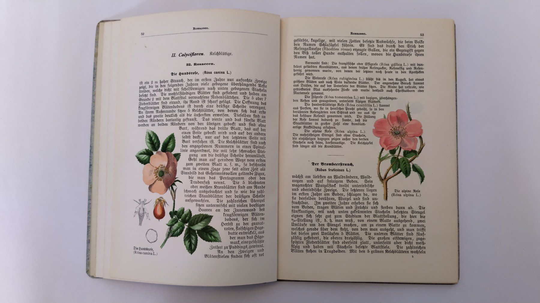 Libri: Pflanzenbuch 1900 / Ein Lehrbuch der Botanik 2. Band – Usato da Bellach venduto da JingleJerry 4