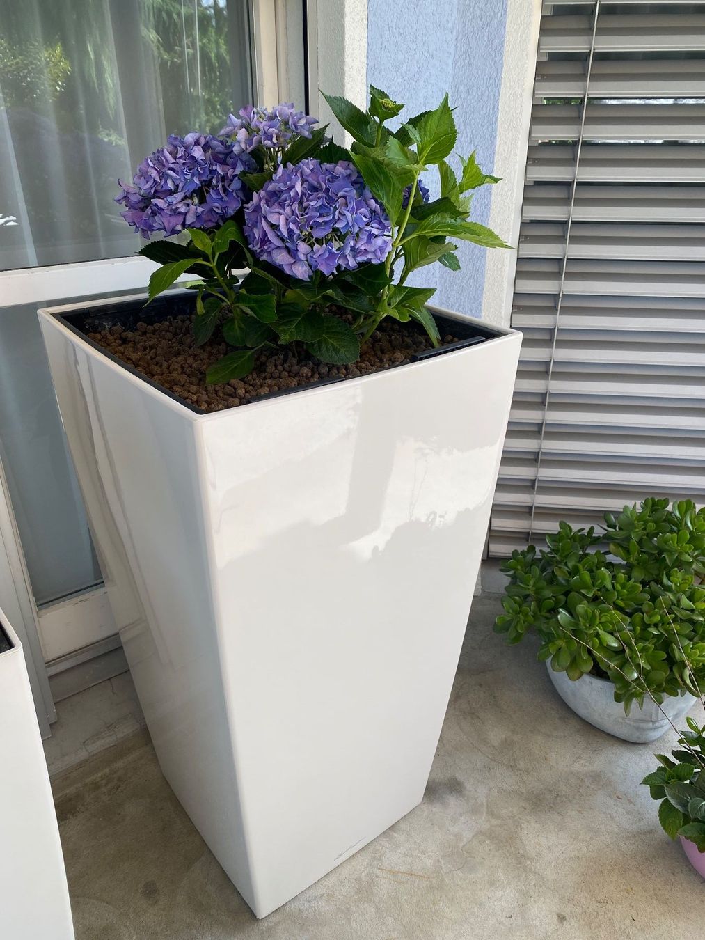 Lechuza Vasi per fiori: Blumentopf inklusive Pflanze – Usato da Oberriet SG venduto da shanis